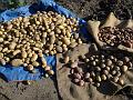 2013-0831-1720_Potato_harvest_16.8C